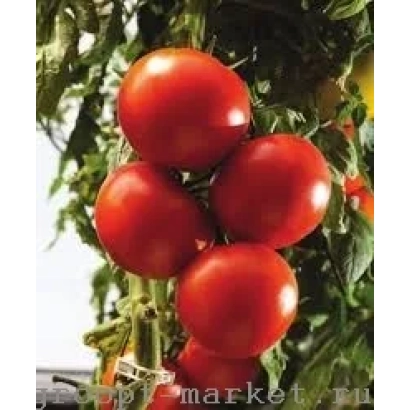 red tomatoes on vine - Tamesis