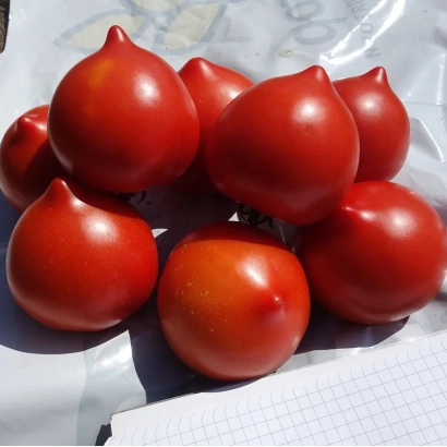 Красные томаты сорта Тапер на белой поверхности