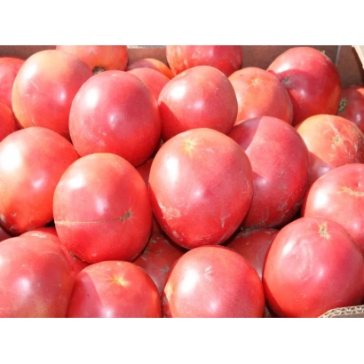 Красные томаты сорта Тарпан F1