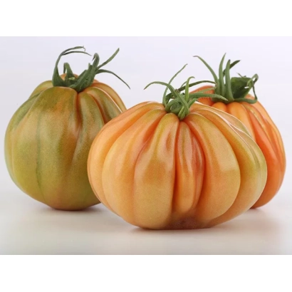 Томаты сорта Таркюто на белом фоне