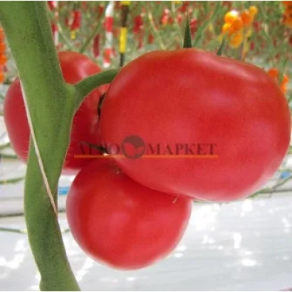 Крупный план красных томатов на ветке с логотипом ATRIO MARKET - ТАТЕМАРУ МУЧО