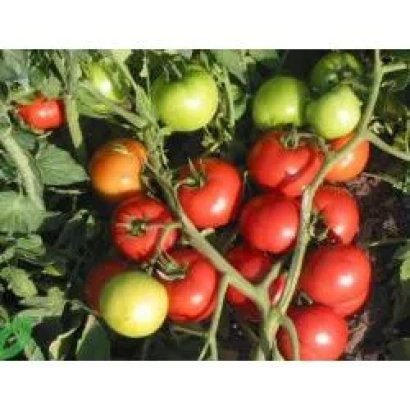 Красные и зеленые томаты на кусте - Таунсвилль F1