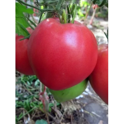 Красный томат на ветке с зелеными листьями - ТЯЖЕЛОВЕС СИБИРИ