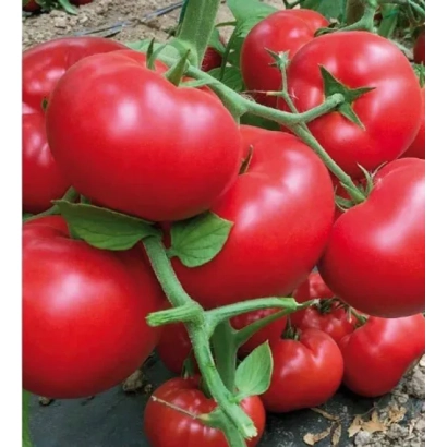 Красные помидоры на ветке - Темис F1