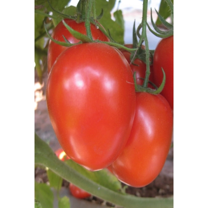 красные помидоры на ветке - Терминатор