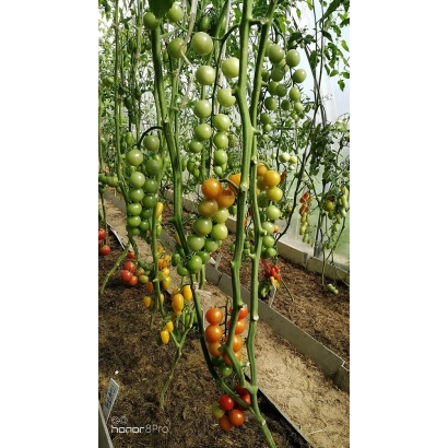 Томаты на кустах в теплице - ТЕСТЕРИ