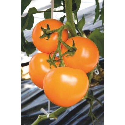 Спелые оранжевые томаты сорта ТИ 169 на ветке