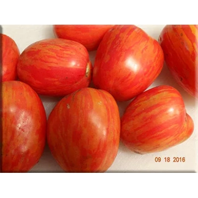 Красные помидоры сорта Тигрис на белом фоне