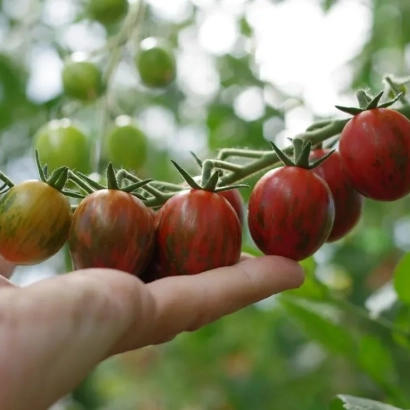 Hand holding a cluster of red and green tomatoes on the vine - TIGER COCKTAIL