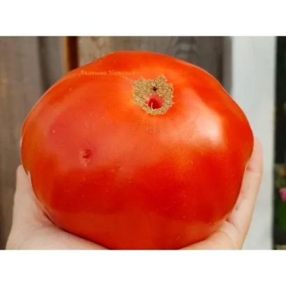 Крупный красный помидор в руке - Тимур