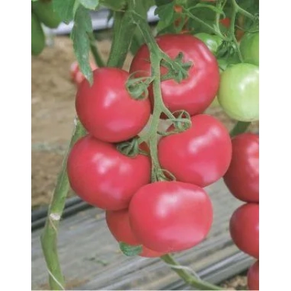 Ripe red tomatoes on a vine - TM 10740