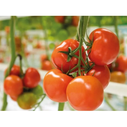 Червоні помідори на гілках у теплиці - ТОБІНАРО