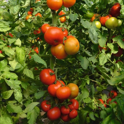 Ripe and green tomatoes on the vine - Tobolsk