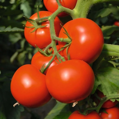 Красные помидоры на ветке - Тойво