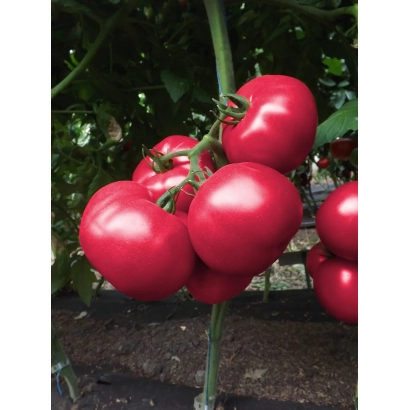 Дозрілі червоні помідори на гілці - ТОЙС