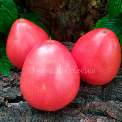 Томаты сорта Ольга Матковская на деревянной поверхности - Толстушка