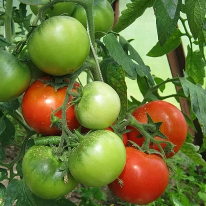 Дозрілі та зелені помідори на гілці - ТО́ВСТИЙ ДЖЕК