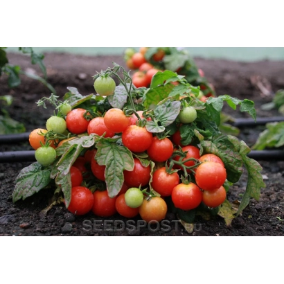 Куст томата с красными и зелеными плодами на фоне почвы - ТОМ МИНИ