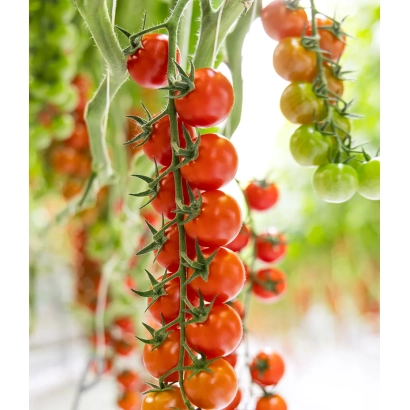 Кисти красных и зеленых томатов на стеблях - Томаджино