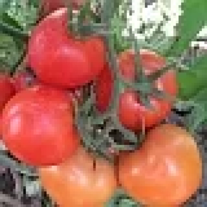 Спелые красные и оранжевые томаты на ветке - Анюта F1