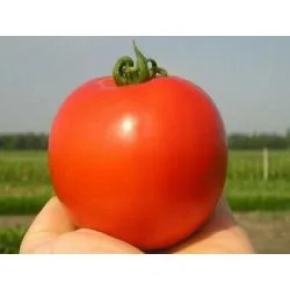 Крупный красный помидор в руке на фоне поля - Гектор F1