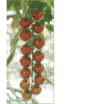 Созревающие красные томаты сорта Пиколино F1 на ветке