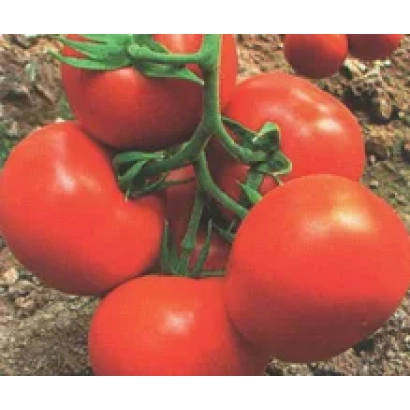 Ripe red tomatoes of the Roksolana F1 variety on a vine
