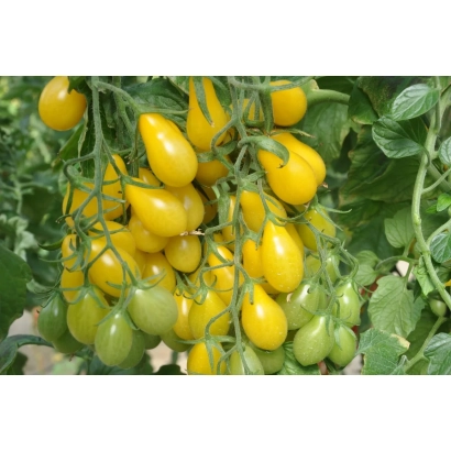 Yellow tomatoes on vine - TOMELIDI