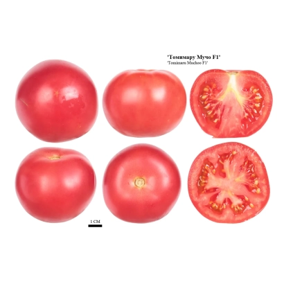 Красные томаты Tomimaru Muchoo, целые и разрезанные - ТОМИМАРУ МУЧО