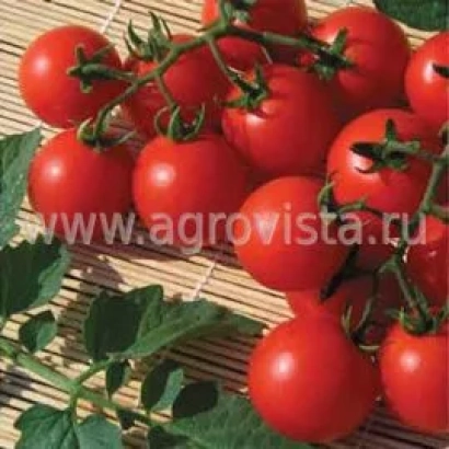 Красные помидоры черри на ветке, фотография продукта - ТОМИТО