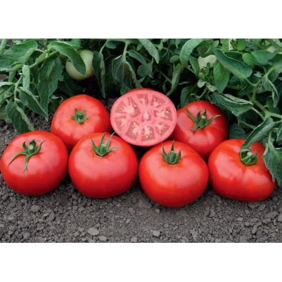 Червоні помідори на грядці з одним розрізаним плодом - Томск