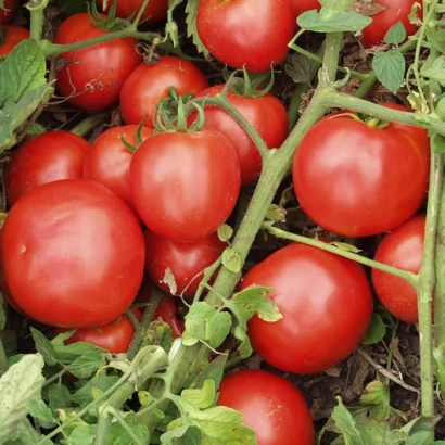красные томаты на кусте - Топкапи F1