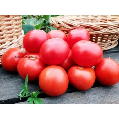 Красные томаты ТОПТЫЖКА на деревянной поверхности с корзиной на заднем плане