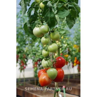 Сорт томата Тореадор на растении в теплице