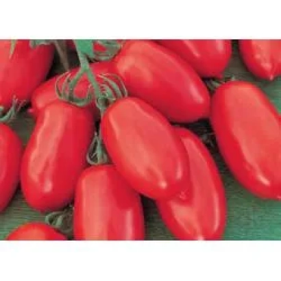 Красные томаты сорта Торквей F1 на ветке