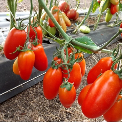Спелые красные томаты сорта Торрос F1 на кусте в теплице