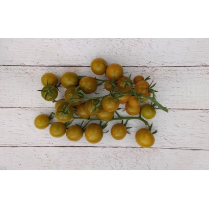 Свежие желтые томаты сорта Тотошка на ветке
