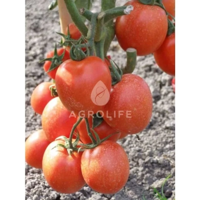 Спелые красные томаты на кусте с логотипом AGROLIFE - Тойото F1