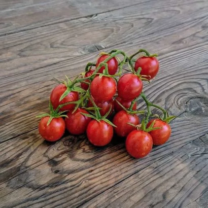 Red tomatoes on vines on a wooden surface - Troyan