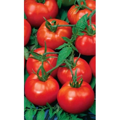 Свіжі червоні помідори на гілках - ТРАНС КІНГ