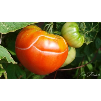 Крупный красный помидор на ветке с зелеными листьями и незрелыми плодами - ТРЕДИСИ