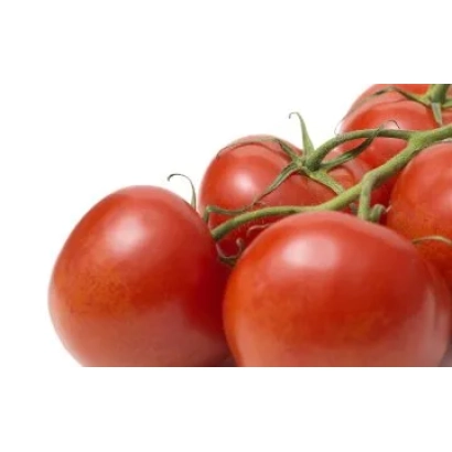 Свежие красные томаты на ветвях - ТРЕВИН