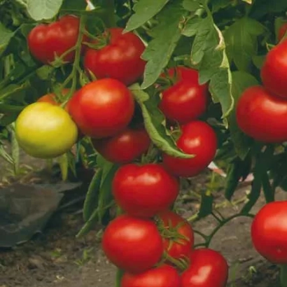 Спелые и зеленые помидоры на кусте - Тривет F1