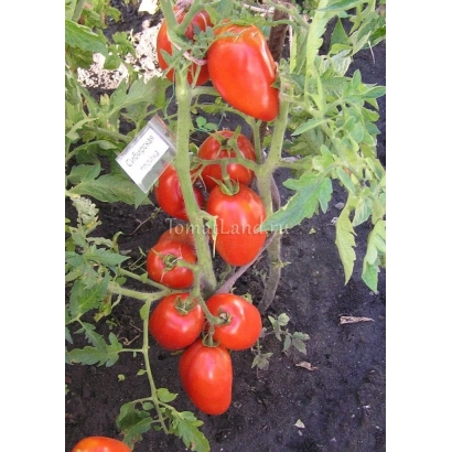 Красные томаты на кусте с белой этикеткой - Тройка