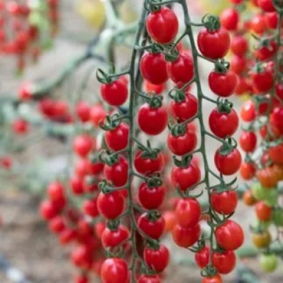 Красные помидоры черри на ветке - ТТ 754