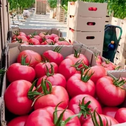 Boxes of red tomatoes on a field background - TUYMAZINETS
