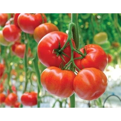 Свежие красные томаты на ветке - ТУШЕ