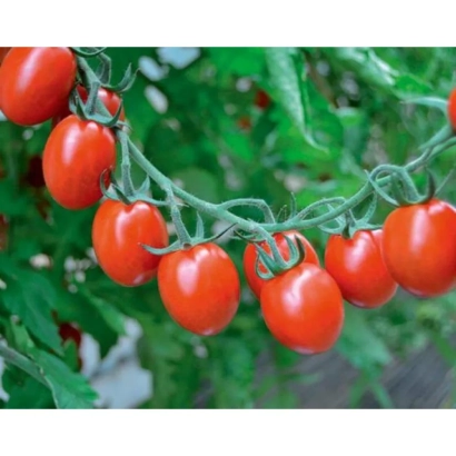 Свежие красные томаты на ветке - Тути Фрути