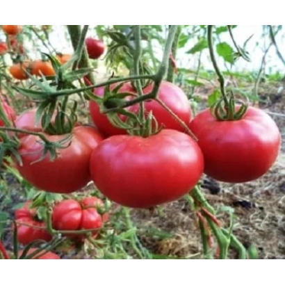 Спелые красные томаты на кусте - Туз