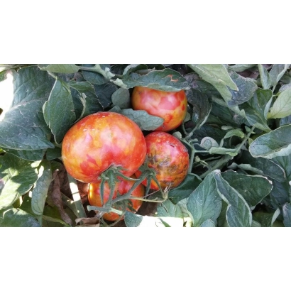 Red tomatoes on a vine with green leaves - TUZLA